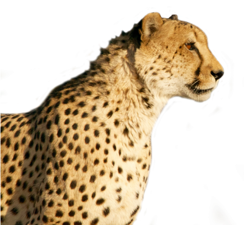 Cheetah Png Transparent Image - Cheetah Png (500x469), Png Download
