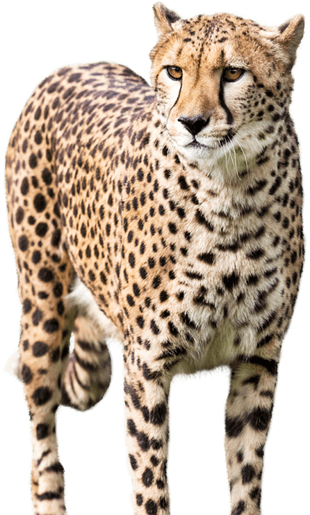 Share This Article - Cheetah (515x739), Png Download