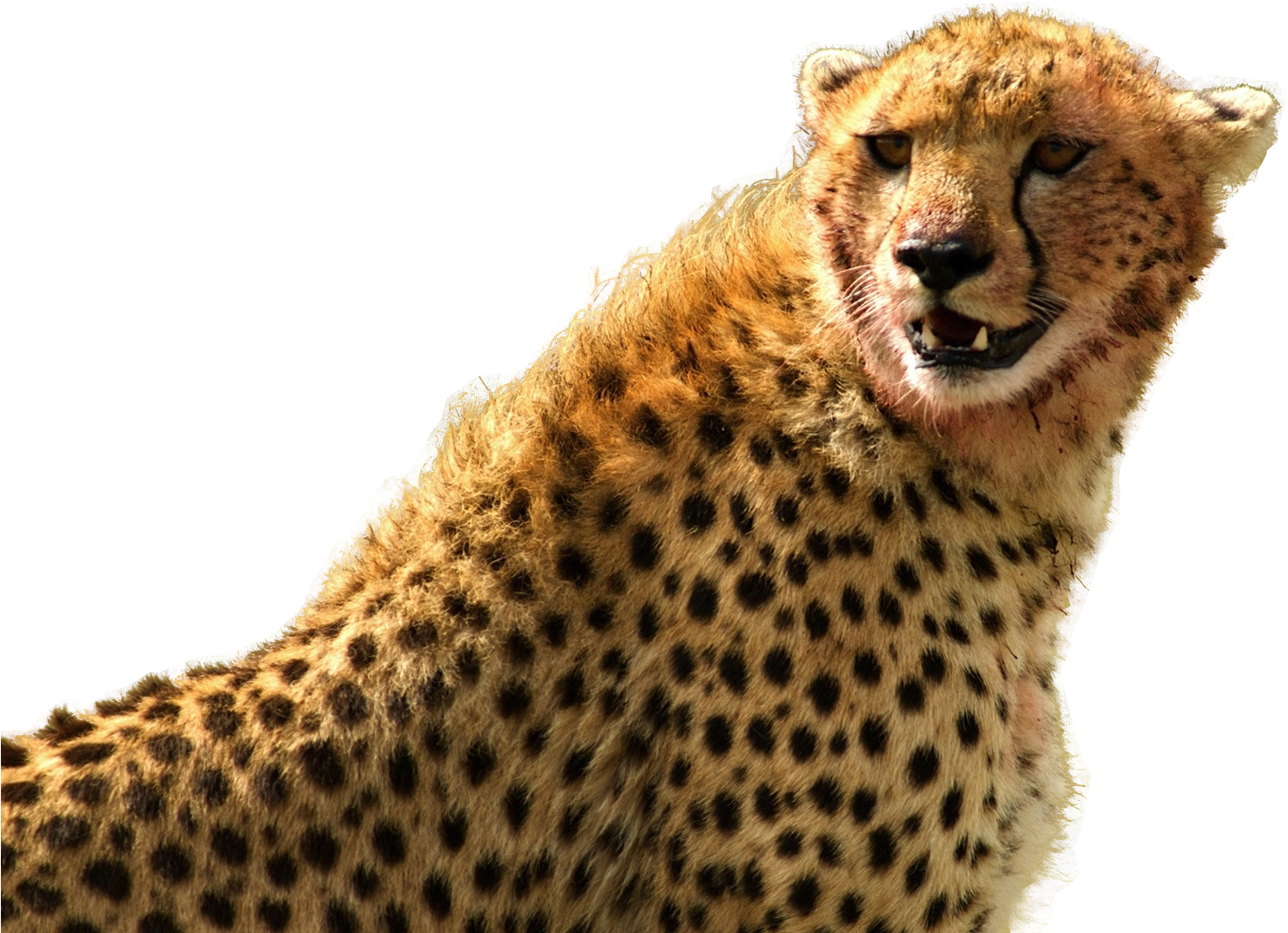 Cheetah Png (1550x1140), Png Download