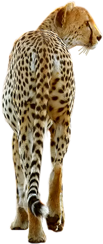 Publicat De Eu Ciresica La - فهد للتصميم (339x609), Png Download