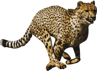 Cheetah Png File - Wildlife-predators - (import Dvd) (595x400), Png Download
