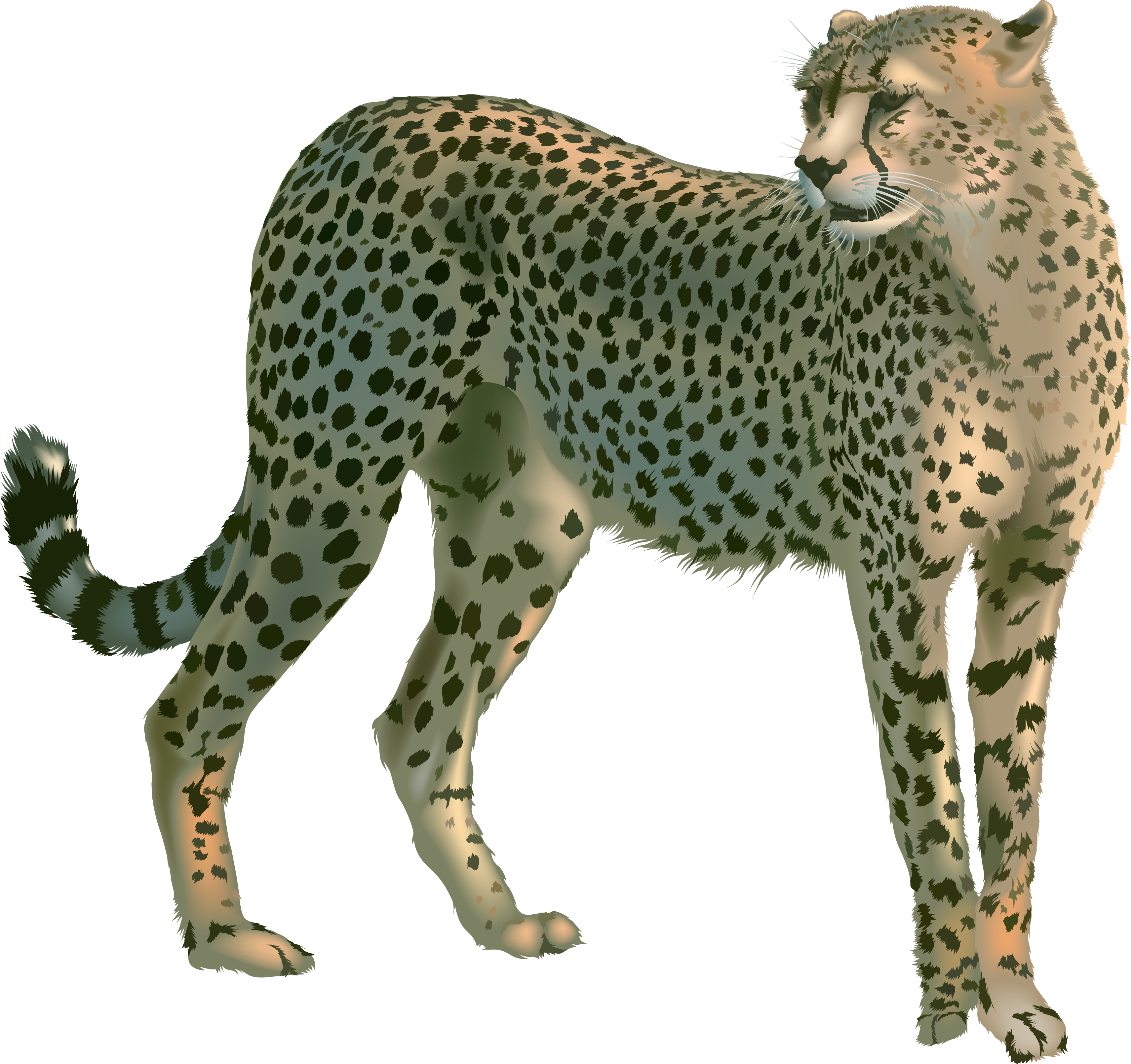Cheetah Png - Гепард Пнг (3422x3219), Png Download