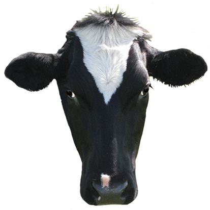 Dairy Cow Transparent Image - Cow Head Clip Art (413x412), Png Download