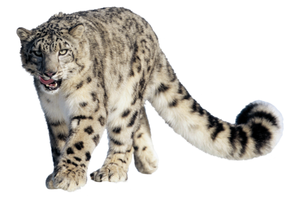 Snow Leopard Png (1000x685), Png Download