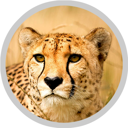 Cheetah - World's Fastest Animal Then Cheetah (450x450), Png Download