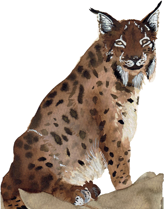 Com/wp - Lynxes (724x1024), Png Download