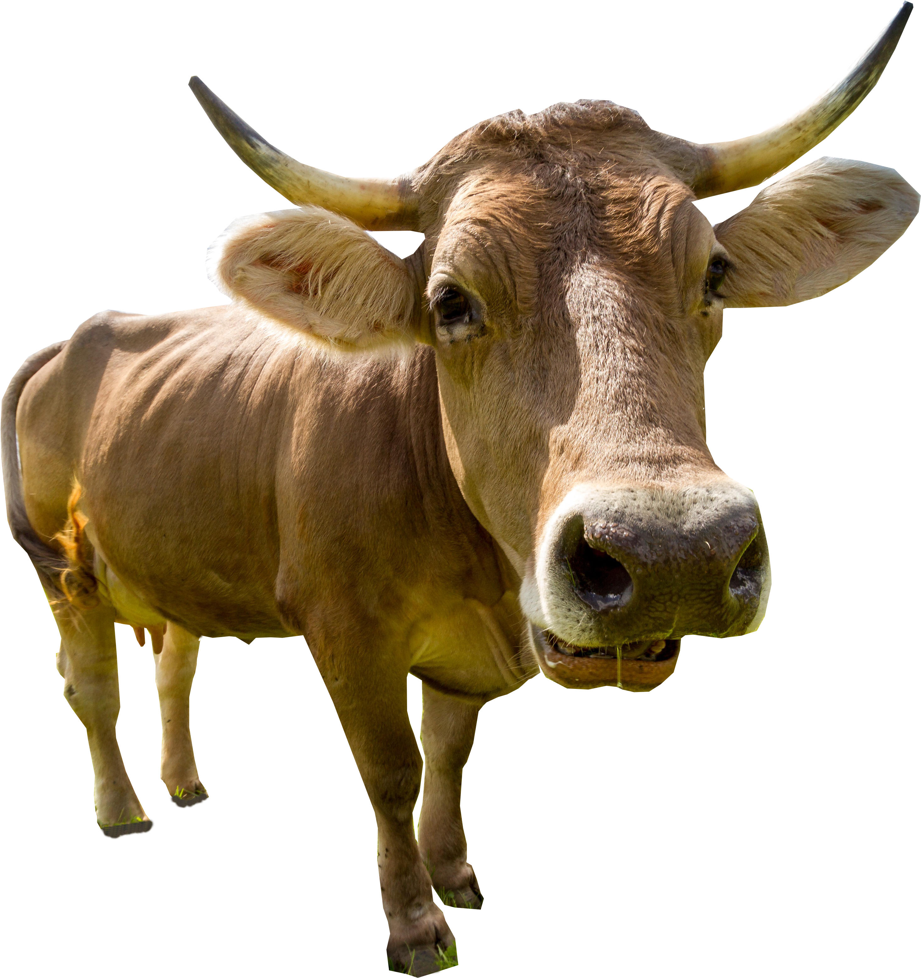 Male Cow Standing Png Image - Cow Images Without Background (5184x3456), Png Download