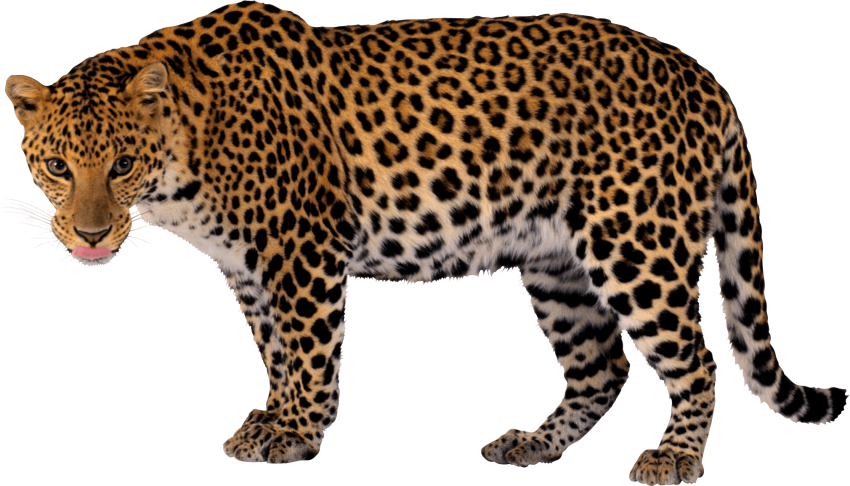 Free Png Cheetah Png Png Images Transparent - Leopard Png (850x486), Png Download