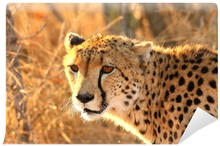 Cheetah (400x400), Png Download