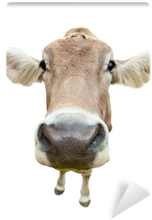 Funny Cow Head Isolated On White Background Wall Mural - Cows Calendar - Calendars 2016 - 2017 Wall Calendars (400x400), Png Download
