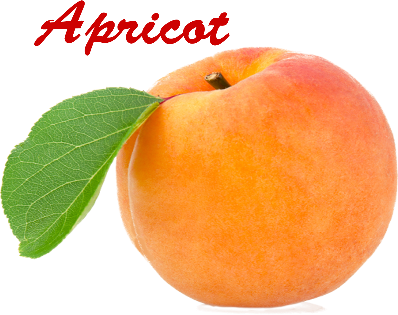Apricot (1513x1200), Png Download