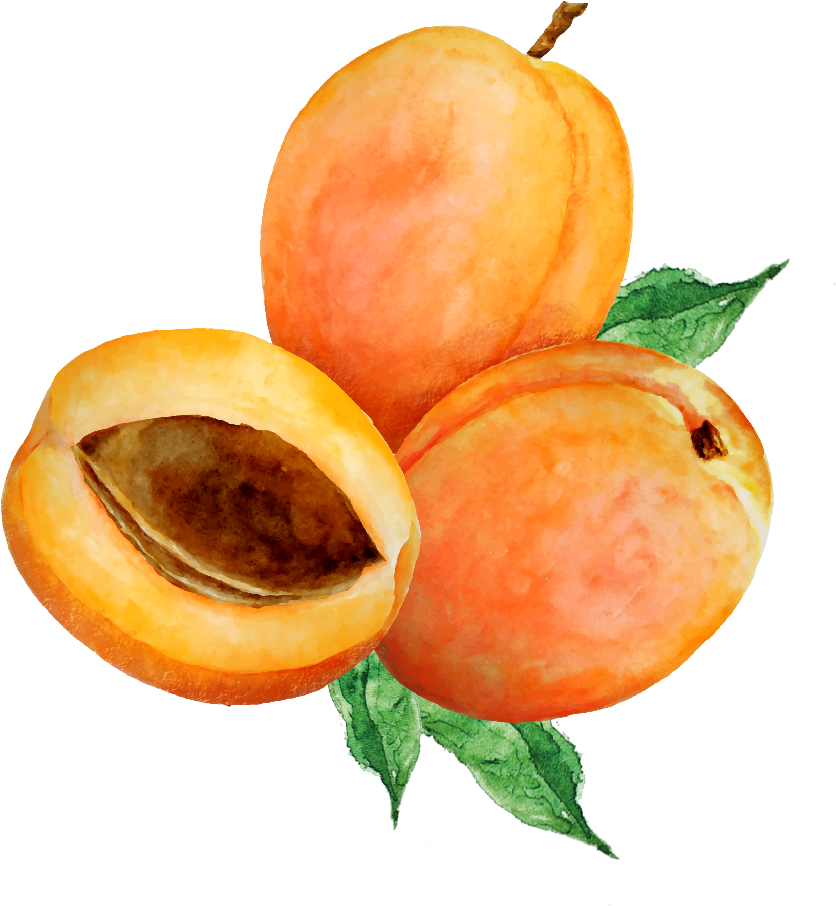 Product Composition - Hollandia Bio Selský Jogurt Meruňky S Kulturou Bifi (2024x2386), Png Download