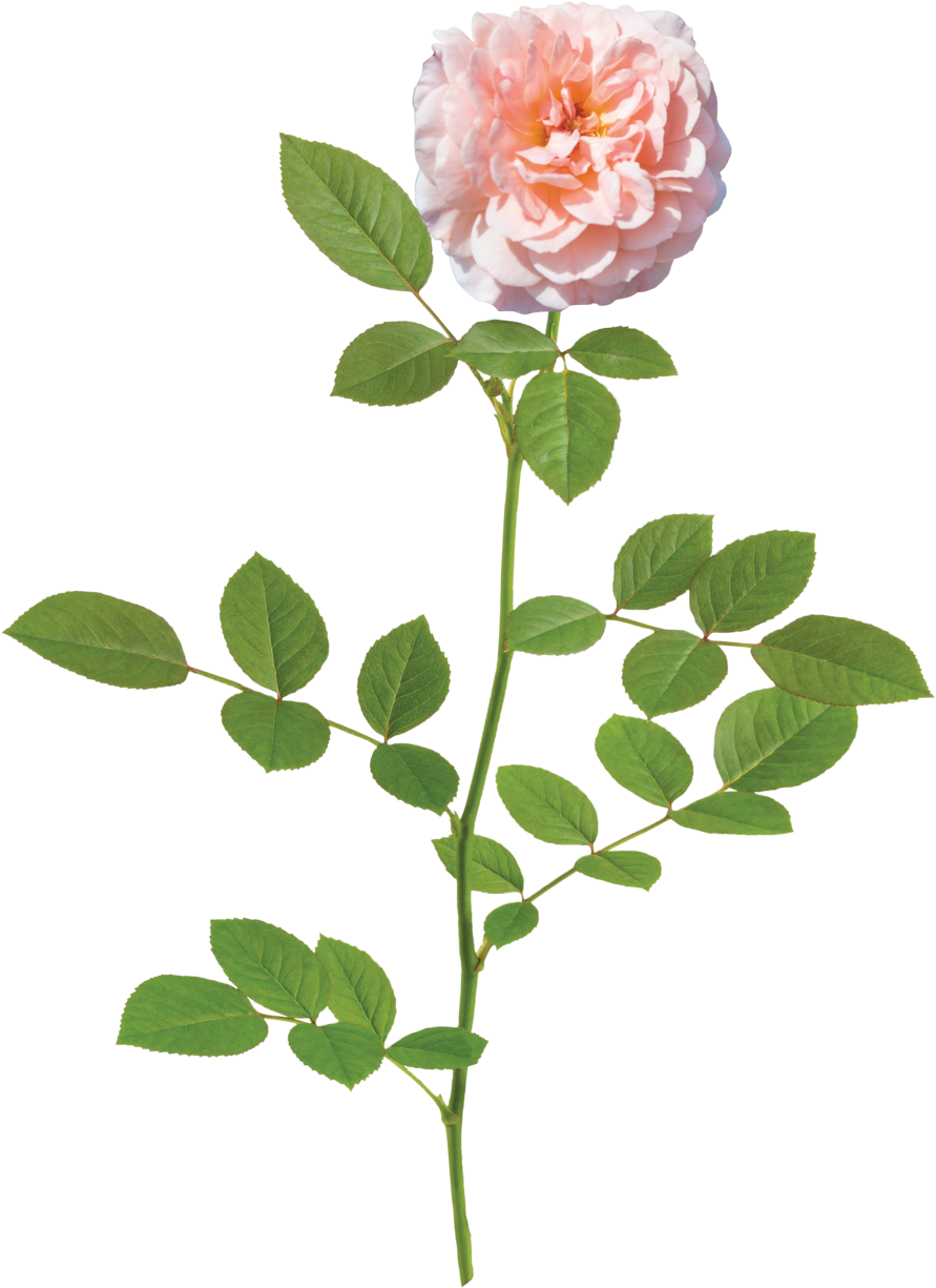 Apricot Drift Branch - Apricot Drift Rose (1000x1331), Png Download