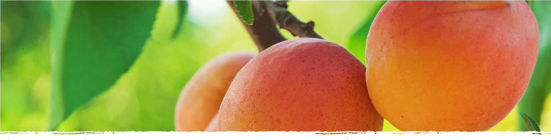 Cad Web Apricot 1800×600 - Shanting District (1800x600), Png Download