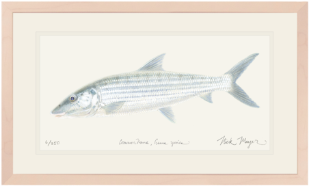 Bonefish - Bonefish Grill (479x311), Png Download