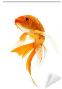 Koi Carp (400x400), Png Download