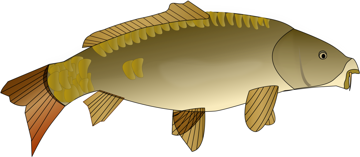 Goldfish Koi Carp Fishing Actinopterygii - Carp Clipart Png (1585x750), Png Download