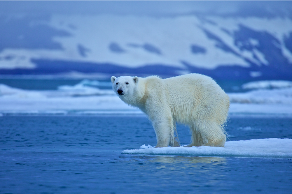 Polar Bear - Anm045 - Global Warming Nature Best (1000x1000), Png Download