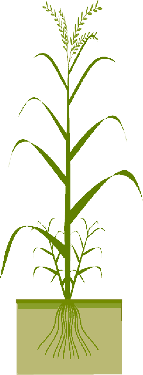 Free Pictures Images Found Barley Spelt Grain - Cereal (800x1600), Png Download