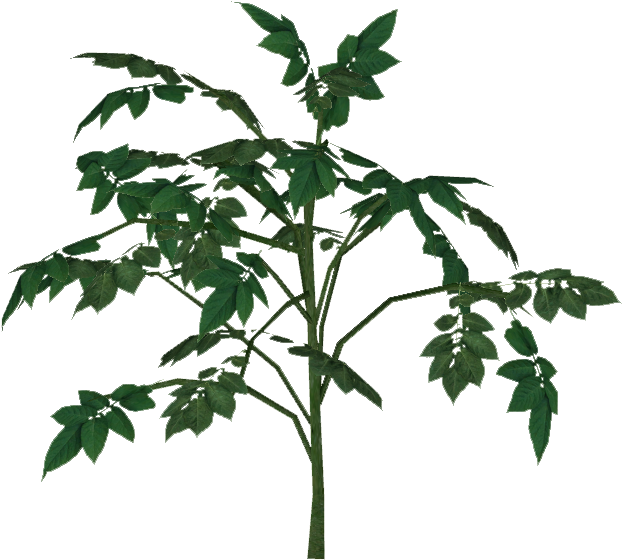 Potato - Tree (621x621), Png Download