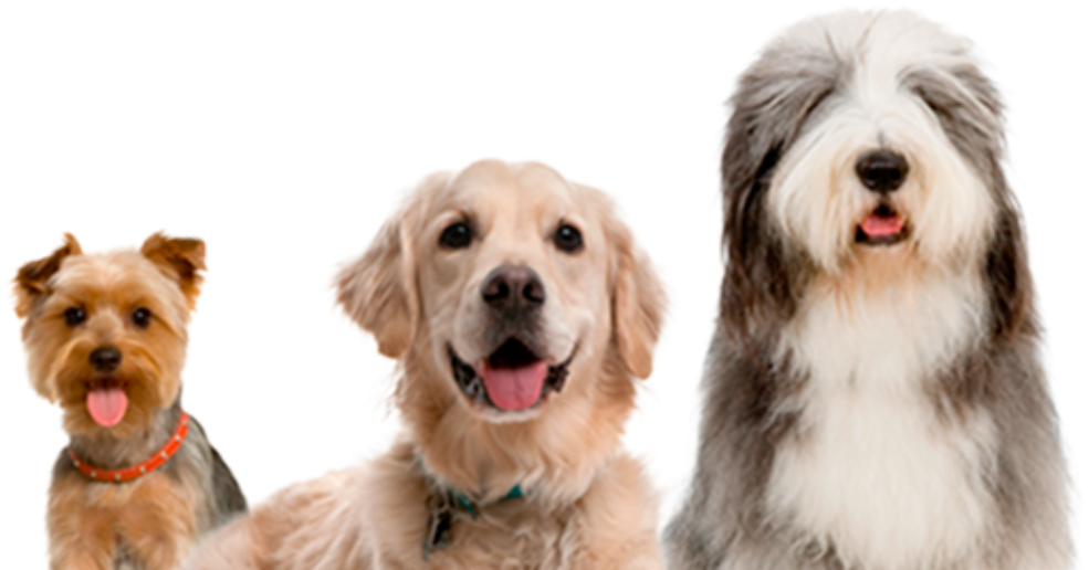 Poochie News - Dog Training Collar `k9 Ii` (1000x515), Png Download