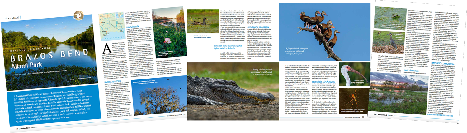 Article About Brazos Bend In Természetbúvár - American Crocodile (1500x430), Png Download