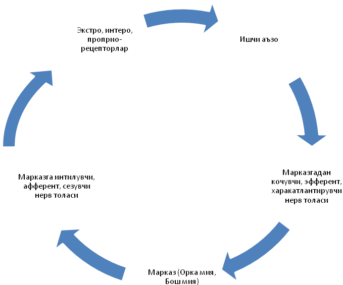 Shartsiz Reflekslar-tutma Reflekslar Bo'lib, Bola Tutilganda - Effect Of Stigma (679x565), Png Download