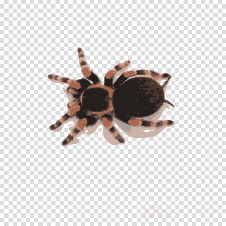 Mexican Red Knee Tarantula Clipart Spider Tarantula - Lost Tarantula (900x900), Png Download