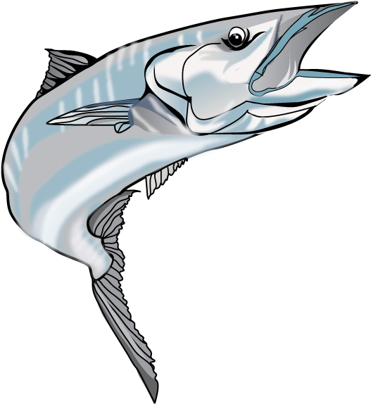 Kingfish Png Image - Kingfish Png (566x589), Png Download