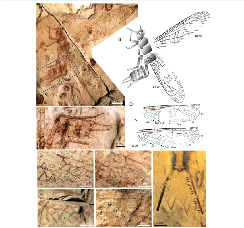 Pteroliriope Sinitshenkovae Tax - Common Fig (850x793), Png Download
