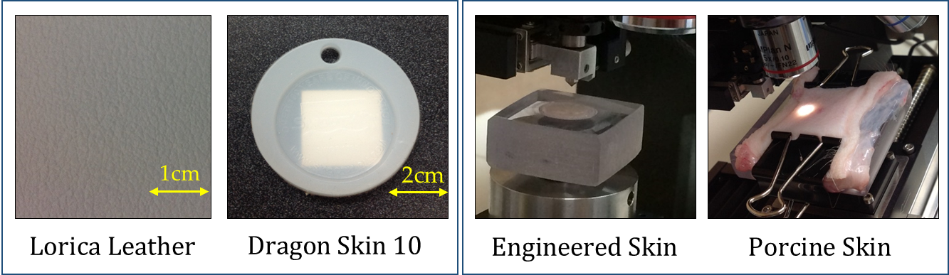Skin Tissues And Equivalents - Circle (1333x387), Png Download