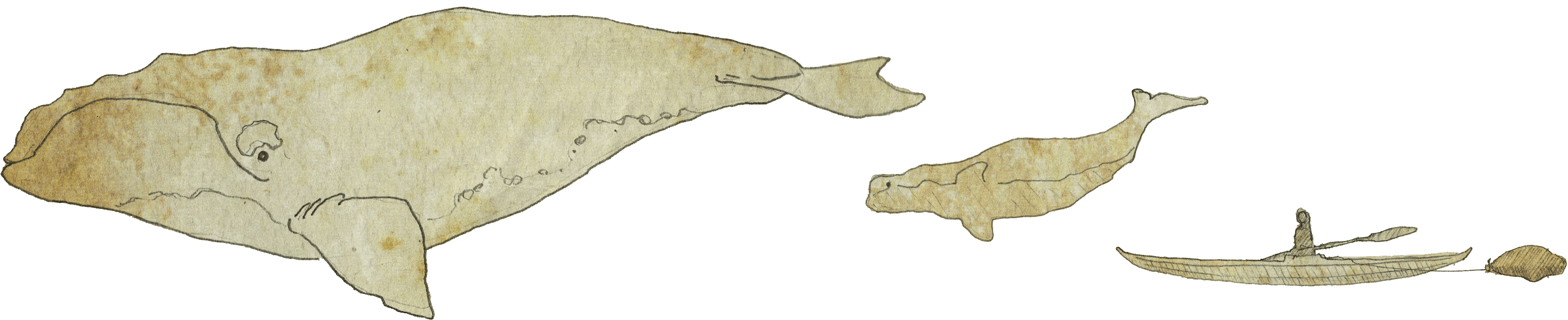 Inuvialuit Of The Great Mackenzie Delta - Wide Sawfish (4014x1041), Png Download