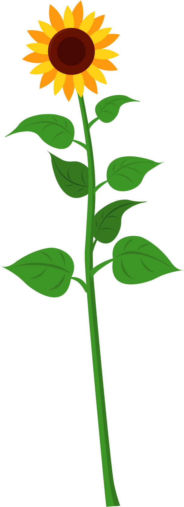 Sunflower - Plants Of A Plant (1667x1668), Png Download