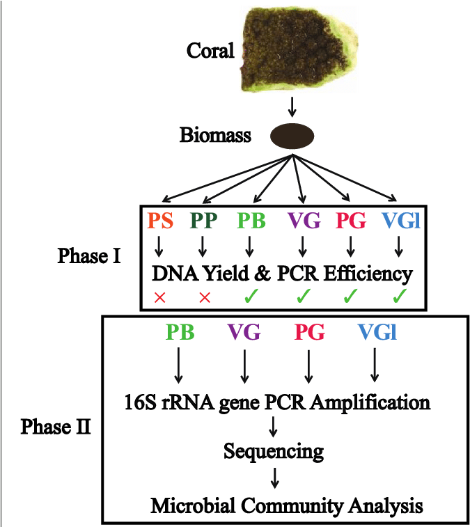 Performed On Subdivided Tissue, With Efficiency Of (689x756), Png Download