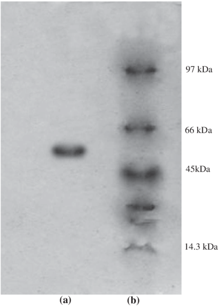 Determination Of Molecular Mass By Sds Page - Sds-page (850x643), Png Download