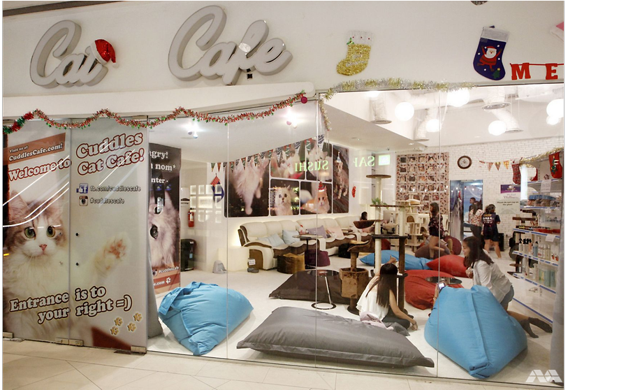 Owner Of Now-defunct Cuddles Cat Cafe Jailed For Lying - Interior Design (991x557), Png Download