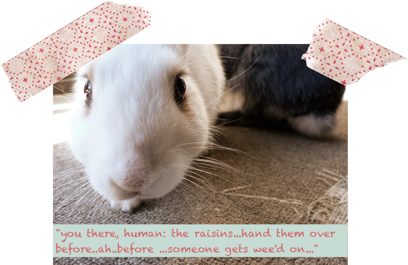 I Can Hear Them Out There Now Destroying Something, - Domestic Rabbit (1416x933), Png Download