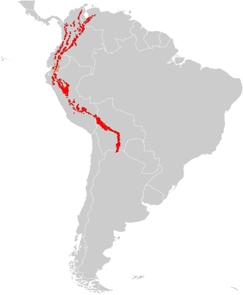 530px-tremarctos Ornatus Distribution - America Del Norte America Del Sur Y America Central (530x600), Png Download