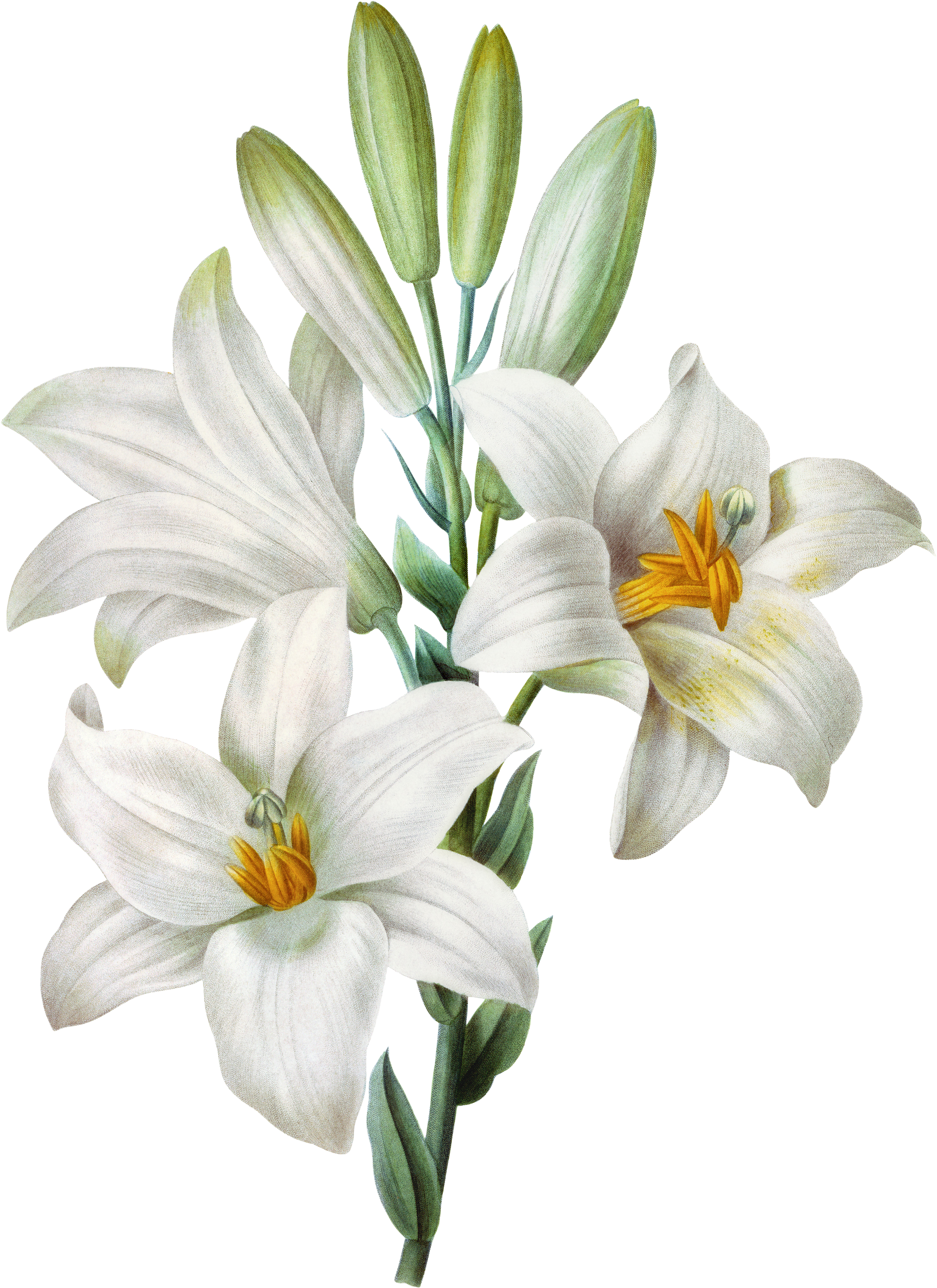 Lily Lilium Candidum Tiger (3450x4425), Png Download