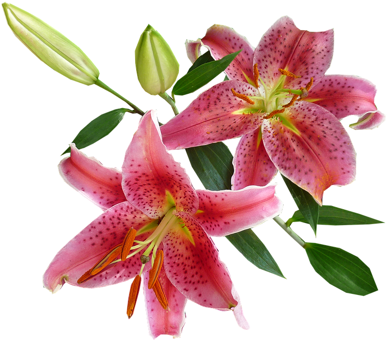 Collection Of Stargazer Cliparts Buy Any Image - Imagenes De Flores Vectoriales Con Fondo Transparente (960x669), Png Download