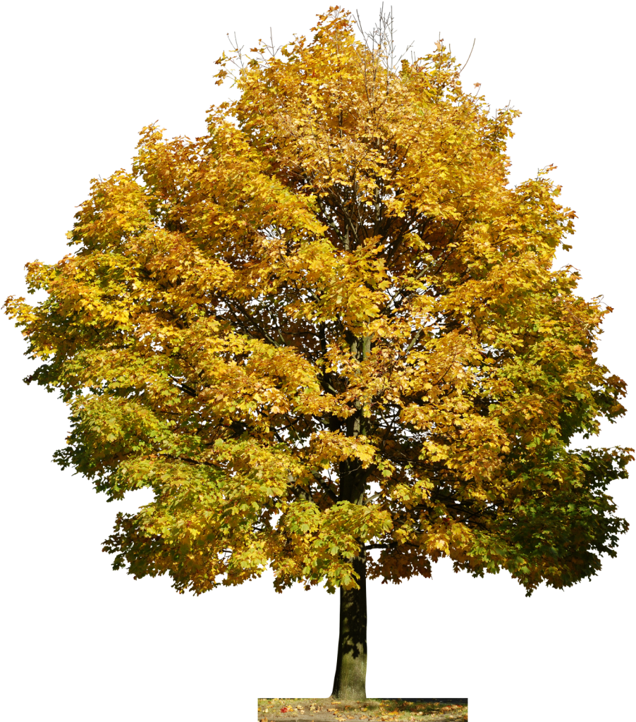 Arvore Tree People, Planting Flowers, Flora, Photoshop, - Arvores Png (948x1024), Png Download