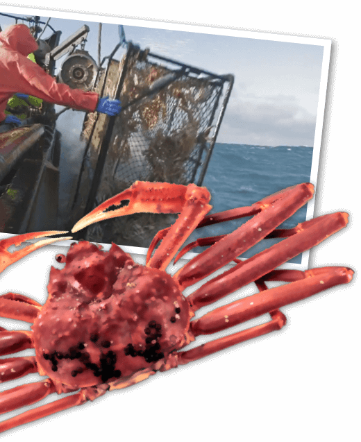 Why We Love Alaska Crab - King Crab (520x637), Png Download