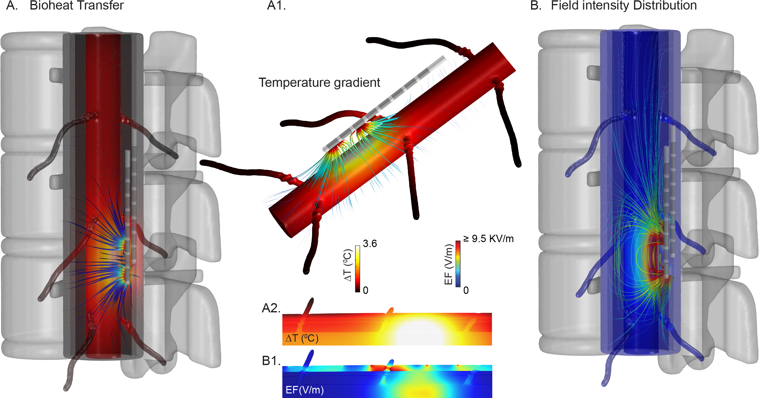 New - Spinal Cord (2514x1316), Png Download