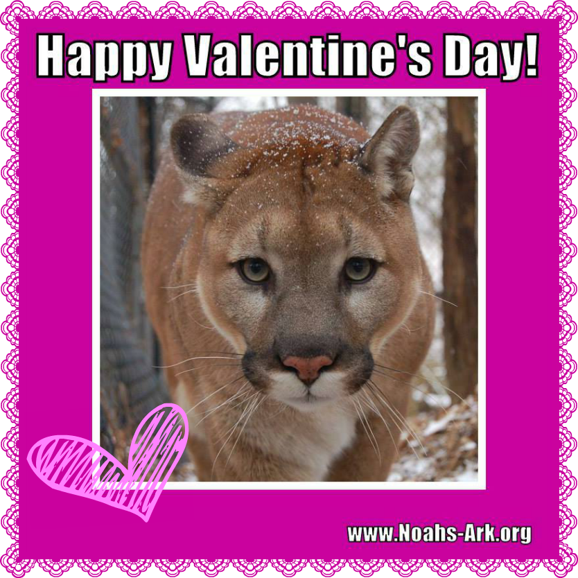 Happy Valentine's Day From Nick The Cougar Www - Lion (834x834), Png Download