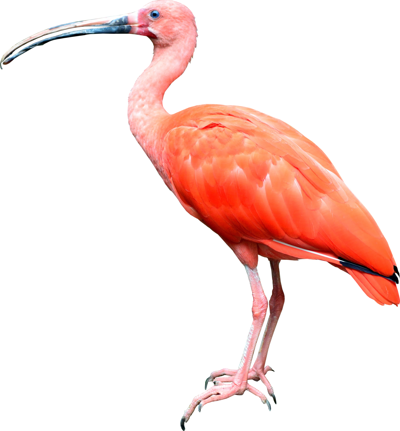 как сделать прозрачный фон в ибис. ибис птичка. клюв пеликана png. инвертирование в ibis paint x. обработки в ibispaint x.