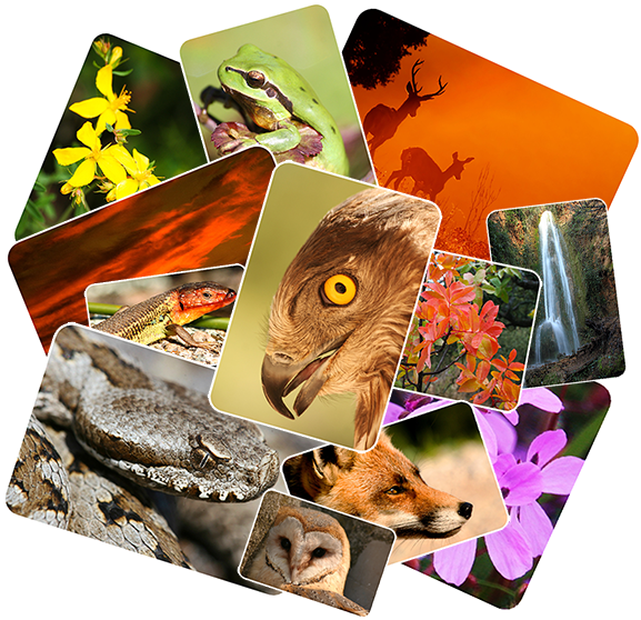 La Sierra Sur De Jaén Posee Una Extensa Variedad De - Creative Arts (590x590), Png Download