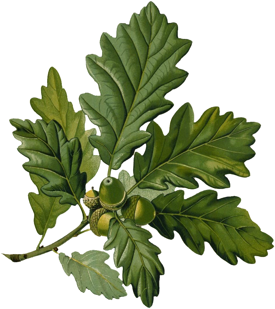 A Hand Painted Green Leaf Branch Transparent Decorative - Quercus Alba Botanical Illustration (1024x1164), Png Download