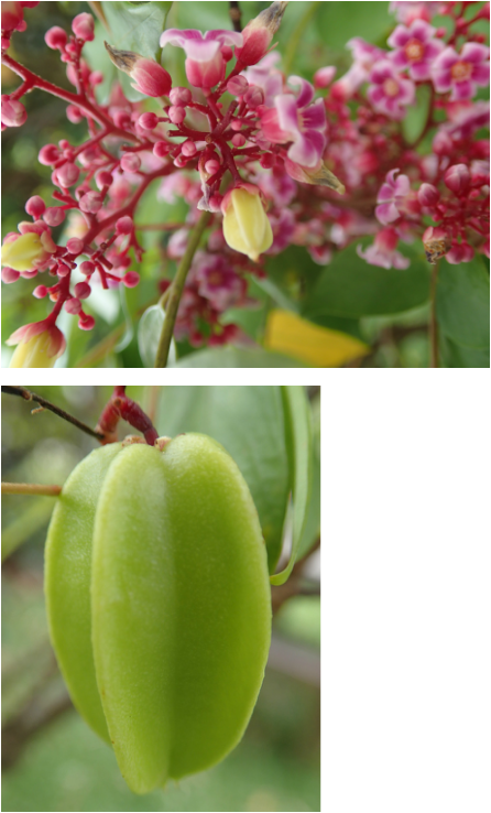 The Starfruit Is A Native Of Malaysia And Indonesia (446x738), Png Download