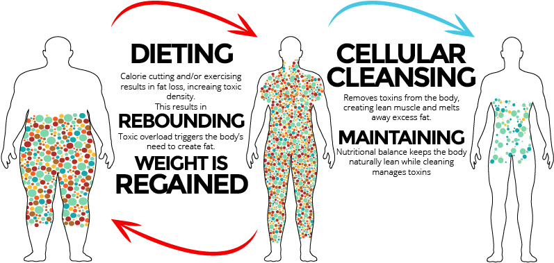 Cellular Cleanse, What Is Herbalife, Herbalife Nutrition, - Cleansing Vs Dieting (842x427), Png Download