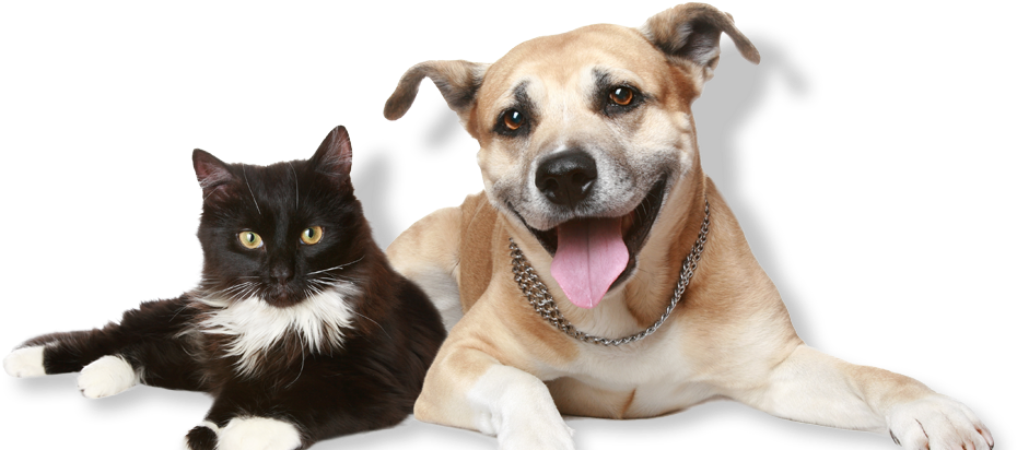 Client Education And Consultation - Dog And Cat (1260x415), Png Download
